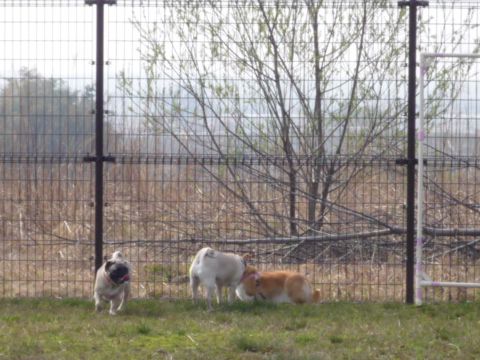 Linkちゃんとパグ達