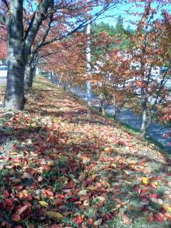 PA0_0007.JPG