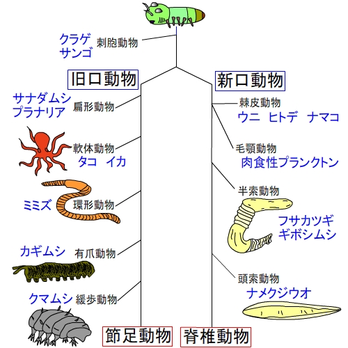 昆虫と脊椎動物の分岐点