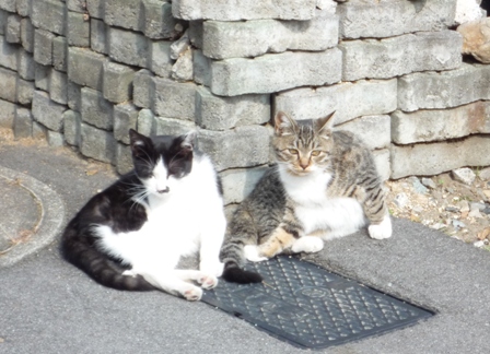2008matumoto cat.JPG