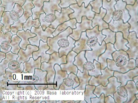 パセリ（葉） 2009/03/16