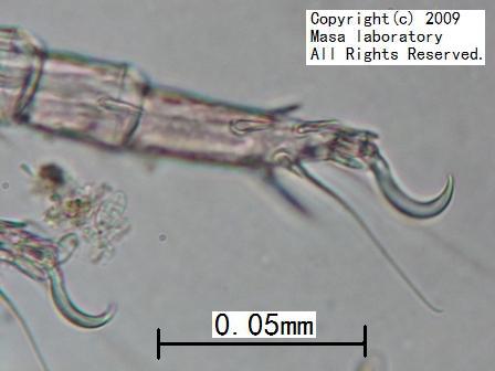 ダニのかぎ爪　2009/05/19