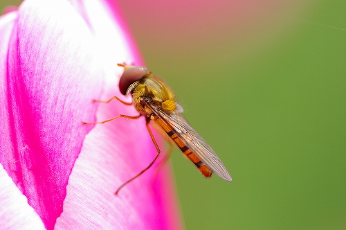 チューリップ１