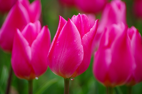 チューリップ２