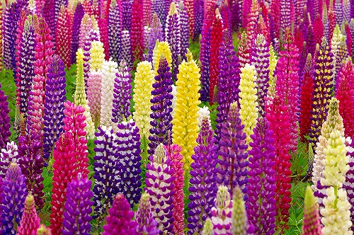 チューリップ３