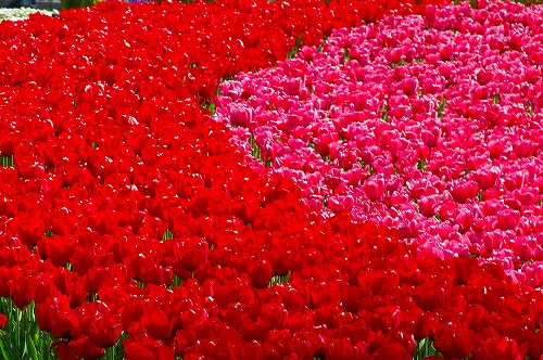 チューリップ５