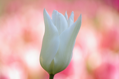 チューリップ６