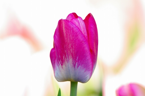 チューリップ７