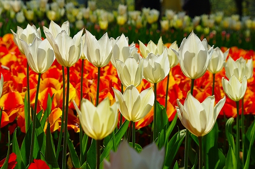 チューリップ８