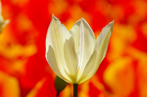 チューリップ９