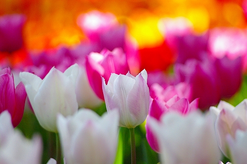 チューリップ１０