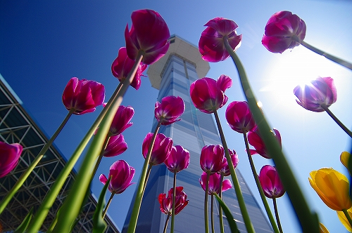 チューリップ１１