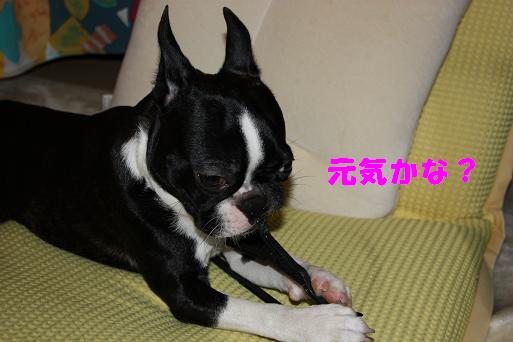 元気だと思います・・。