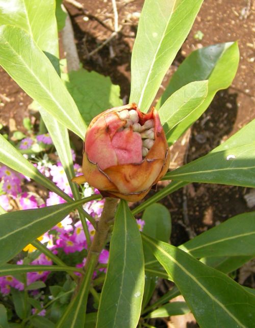 プロテア テロピア 花や木と一緒に 栽培日記 楽天ブログ