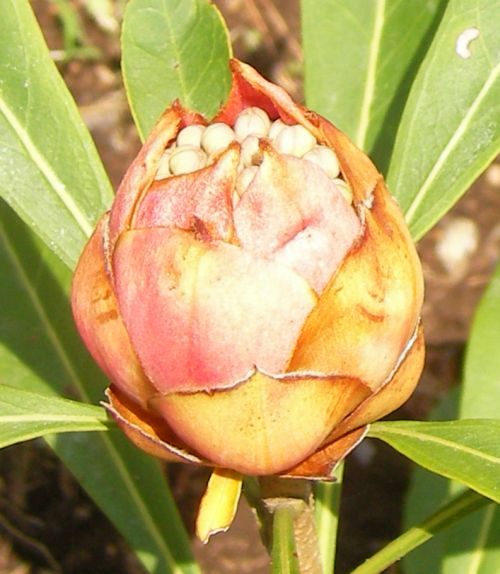 プロテア テロピア 花や木と一緒に 栽培日記 楽天ブログ