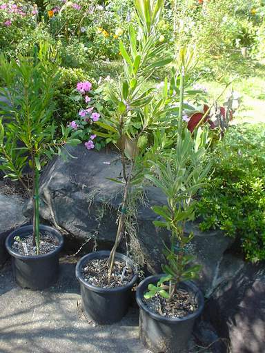 プロテア テロピア 花や木と一緒に 栽培日記 楽天ブログ