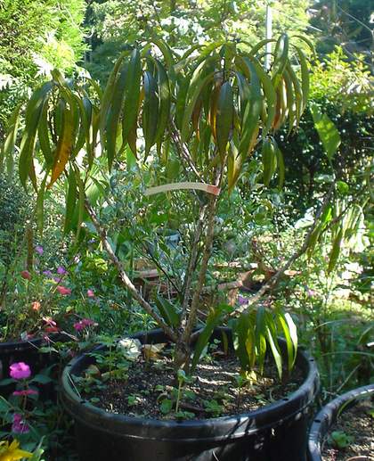 ボナンザピーチ | 花や木と一緒に。栽培日記 - 楽天ブログ