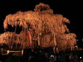 三春滝桜