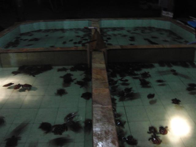 CIMG2154 (Small).JPG