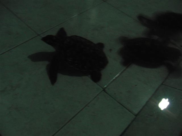 CIMG2159 (Small).JPG