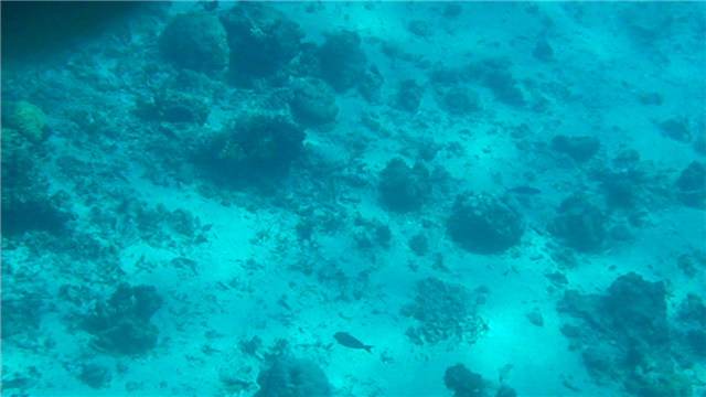 vlcsnap-2010-09-13-00h35m42s54 (Small).png