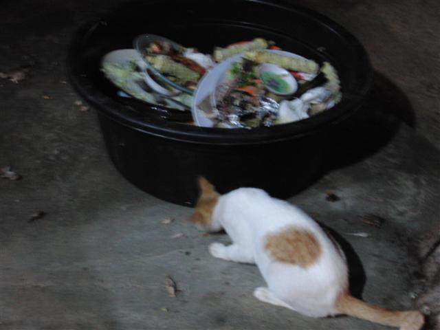 CIMG2191 (Small).JPG