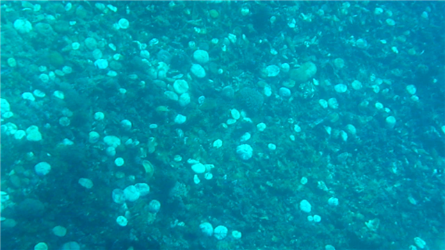 vlcsnap-2010-09-13-00h31m57s112 (Small).png