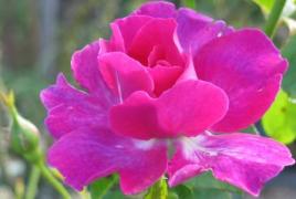 ドラマティック・レイン 秋花