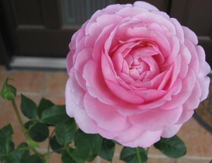 スヴニール・ドゥ・ルイ・アマード 秋花２