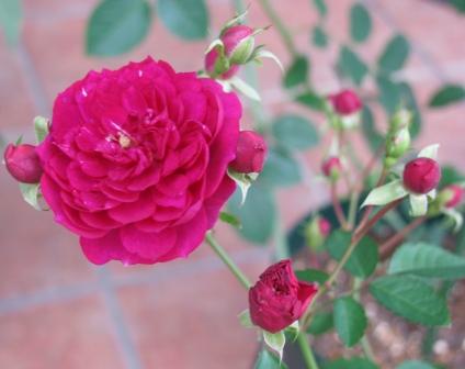 スイート・チャリオット 秋花１