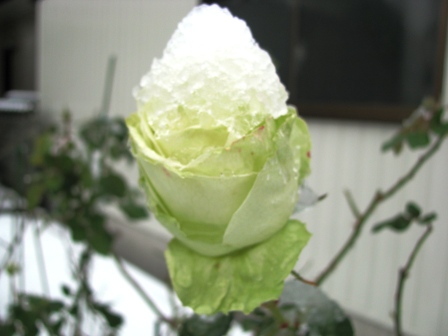 IMG_3331.JPG