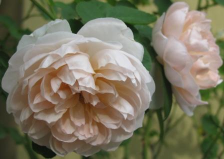 ワイルドイヴ 秋花