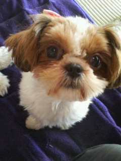 2008.11.1　ちょこ.jpg
