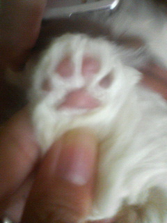 2008.6.17　ちょこ肉球.jpg