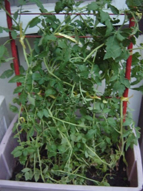 2010.6.12-Tomato