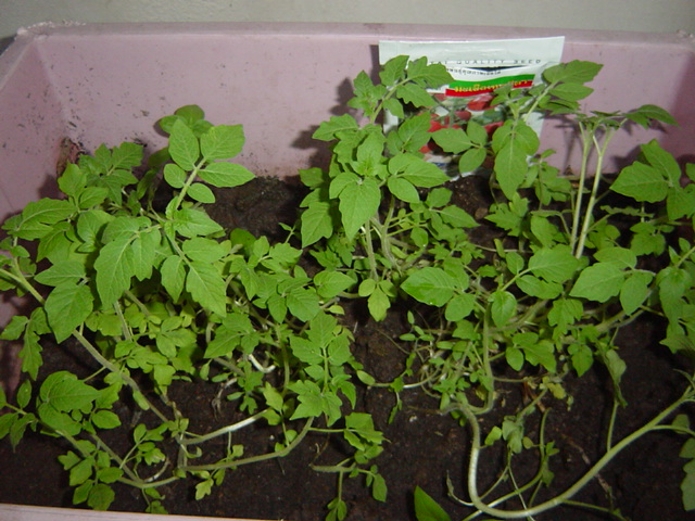 2010.Tomato