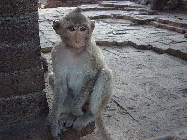 20111221-lopburi4