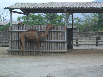 camel