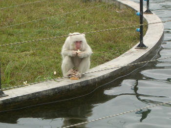 whitemonkey