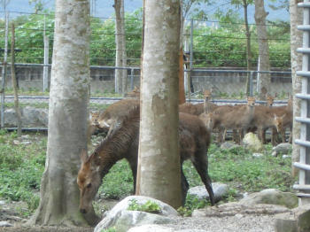 animal
