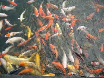 carps
