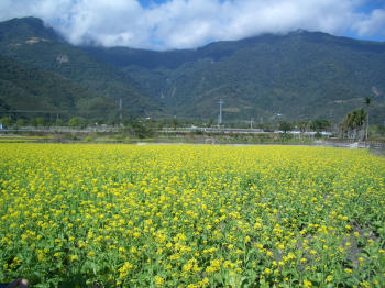 yellowflowers
