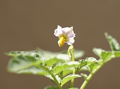 紫の花