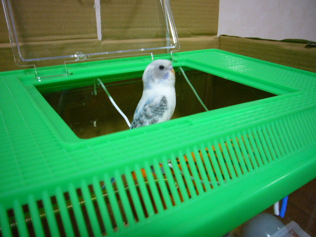 得意げに顔を覗かせるうみちゃ