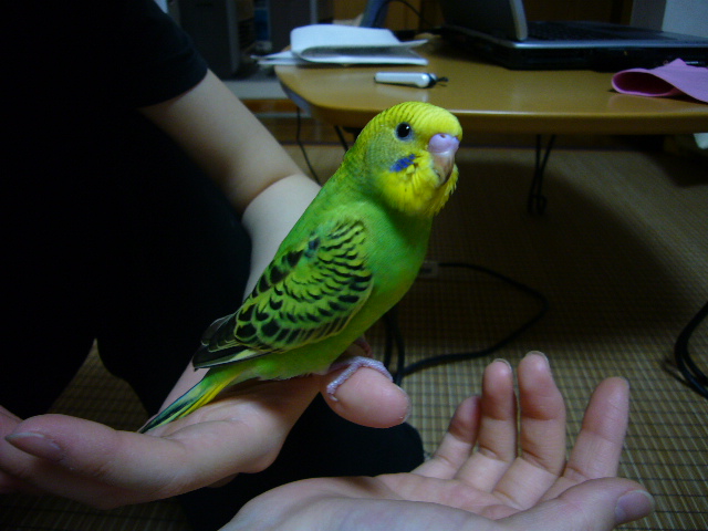 おっとりなりんちゃ