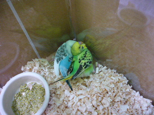 寝る時はいつもこんな感じ