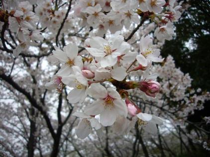 荒山公園