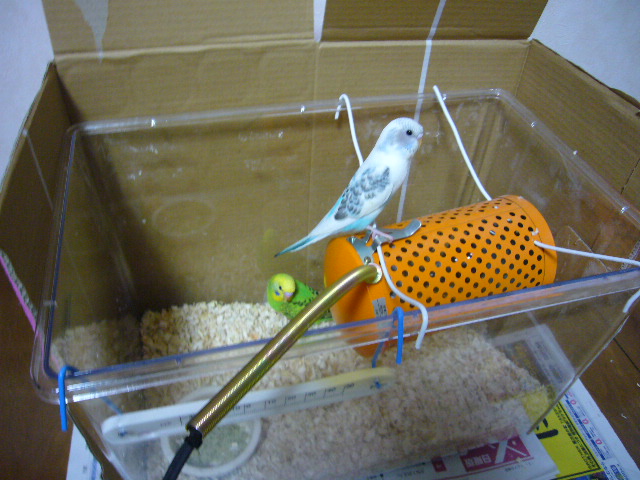 とうとう乗っかっちゃった