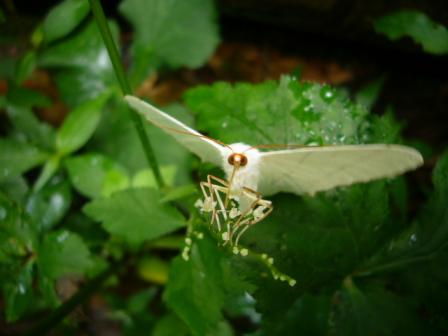 モンシロチョウ
