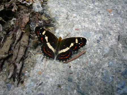 名前がわかりません^^;